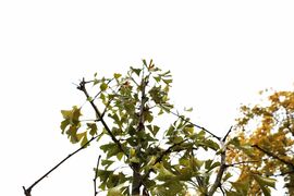 Ginkgo biloba v areáli žilinskej nemocnice symbolizuje podporu pacientom s neurodegeneratívnymi ochoreniami – fotogaléria