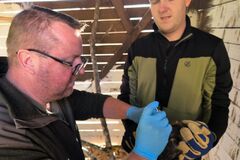 Dve zranené kane skončili vo Varíne. Po zotavení sa vrátia do prírody
