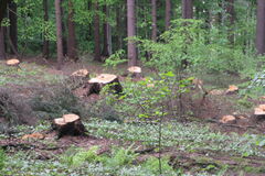 Chlmčanom robí starosti výrub lesa