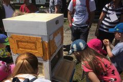 Včelári žiadajú ľudí o pomoc pri ochrane včiel