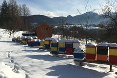 Zlodeji už kradnú aj včely. Včelár prišiel o úle počas sviatkov