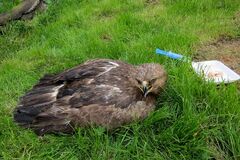 Zraneného orla našli v hodine dvanástej