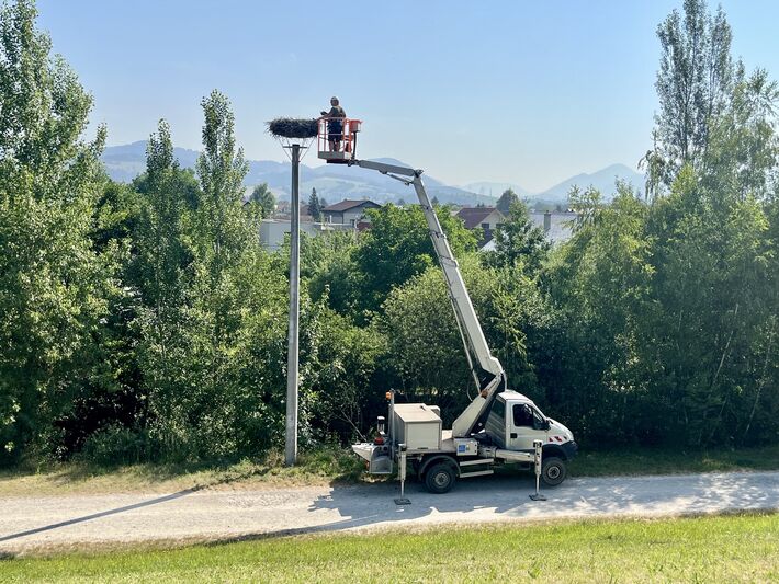 Krúžkovanie bocianov pri hniezde v Mojši.
