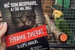 Deti treba viesť k láske k zvieratám. Polícia upozorňuje aj na týranie