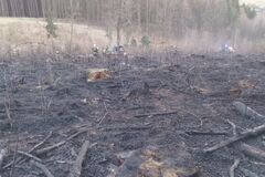 Plamene pohltili lesnú škôlku v Zádubní: hasiči bojujú s požiarom na veľkej ploche