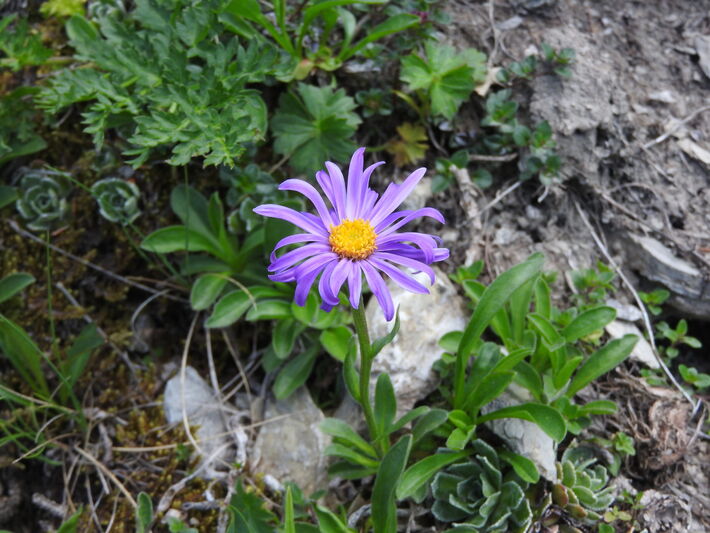 Astra alpínska.