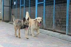 V žilinskom útulku ratovali vypustených psov