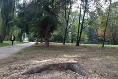 V Štúrovom parku padajú prvé stromy