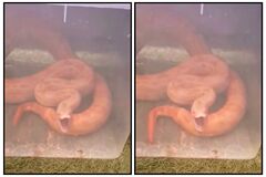 Had v byte postavil na nohy hasičov na Kysuciach