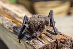 Putovná výstava v Žiline priblíži fascinujúci svet netopierov