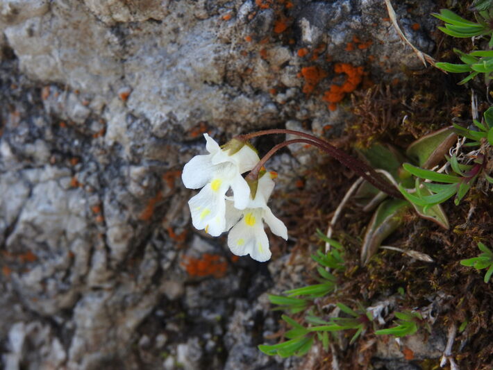 Tučnica alpínska.