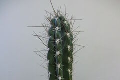 Záchyt chráneného kaktusu z USA