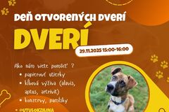 Advent je čas dobra. Pomôcť môžete aj psíkom v žilinskom útulku