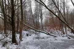 V žilinskom lesoparku začala „hygiena lesa“: odborníci odstránia poškodené a rizikové dreviny