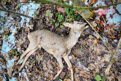 Lesopark Chrasť hlási ďalší prípad úhynu lesnej zveri po naháňaní psom 