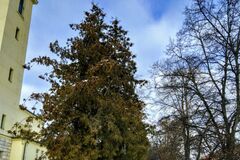 Ďalší krok stať sa zelenším mestom: Budúci rok Žilina vysadí 800 stromčekov