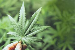 V areáli žilinskej nemocnice našli marihuanovú úrodu