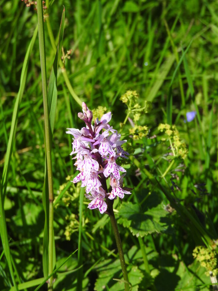 Vstavačovec Fuchsov.