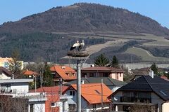 V novom hniezde pri Mojši zahniezdili bociany. Či tam zostanú, závisí aj od ľudí