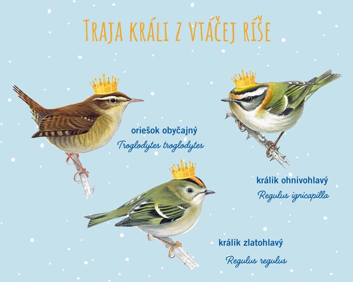 Aj vo vtáčej ríši sú králi. 