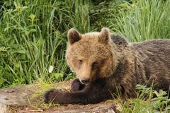 V Malej Fatre budú opäť sledovať život medveďov