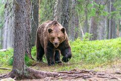 Pri Rosine sa počas dňa pohybuje päť medveďov, upozorňujú poľovníci