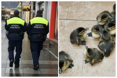 Mestskí policajti zachránili opustené kačiatka, malé siroty putovali do Zázrivej
