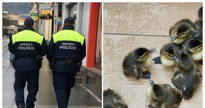 Mestskí policajti zachránili opustené kačiatka, malé siroty putovali do Zázrivej