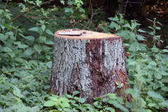 Mesto informuje o výruboch