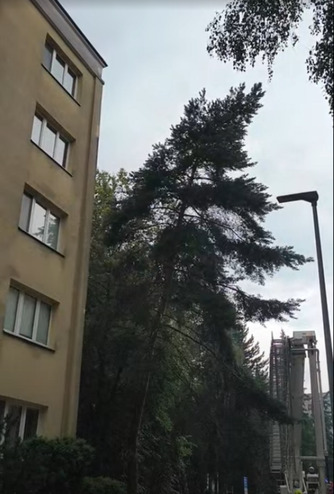 Na Čajakovej ulici na Bulvári sa nebezpečne nakláňal ihličnatý strom....
