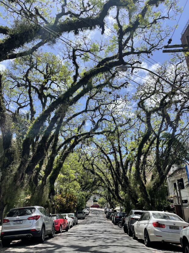 Jedna z takýchto ulíc v meste Porto Alegre bola vyhlásená za najkrajšiu ulicu na svete, kvôli týmto stromom, 2021.