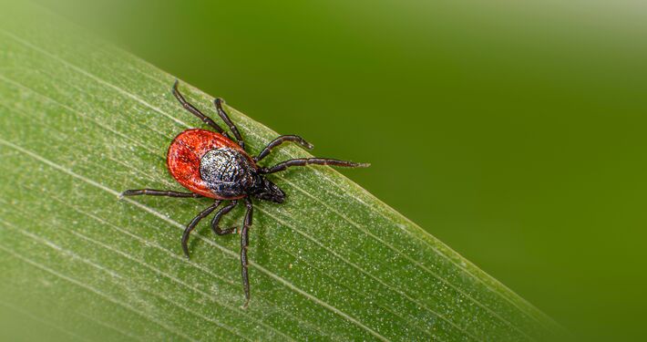 V Lesoparku Chrasť pribúda kliešťov. Návštevníci by mali byť opatrní