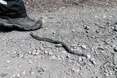 Horúčavy vylákali na cesty a chodníky zmije