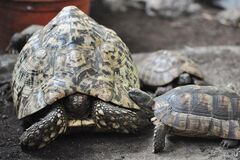 Ukradnutú korytnačku im vrátili v igelitke