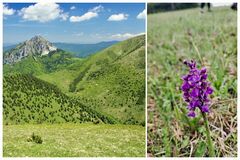 Na lúkach Malej Fatry zakvitla vzácna orchidea. Netrhajte ju, pokuta je mastná