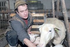 V Paštinej Závade prišli na svet jahňatá trojčatá