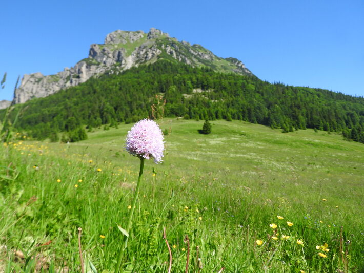 Pavstavač hlavatý.