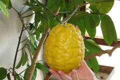 Na chodbe paneláka vypestovali gigantický citrón