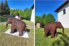 Mamut z kysuckého múzea mieri na prestížnu výstavu