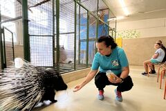 Veľké sťahovanie v žilinskej minizoo. Tridsať druhov zvieratiek  putuje do dočasného domova, Farmičku čaká rozsiahla rekonštrukcia