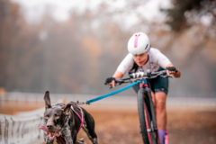Žilinčania bodovali na majstrovstvách sveta psích záprahov