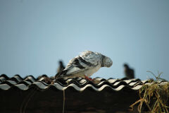 Praktická a estetická ochrana proti vtákom pre každý objekt