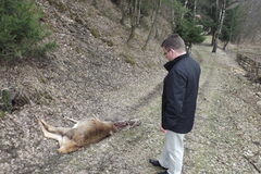 Stojí za zmiznutím ovce medveď?